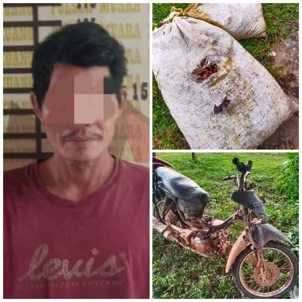 Berulangkali  Curi Sawit di PT BSP, Pelaku  Diamankan Polsek Muara Kuang