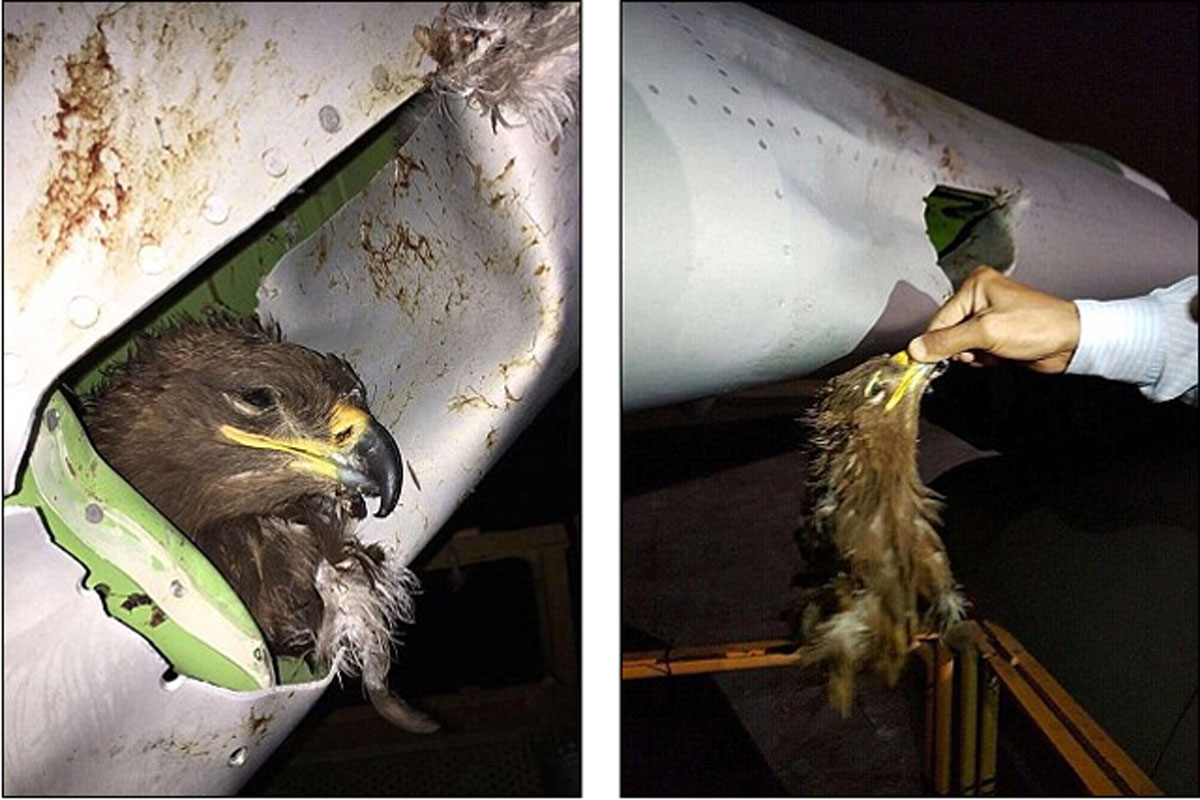 Burung Tersedot Mesin Pesawat Sempat Timbulkan Percikan Api