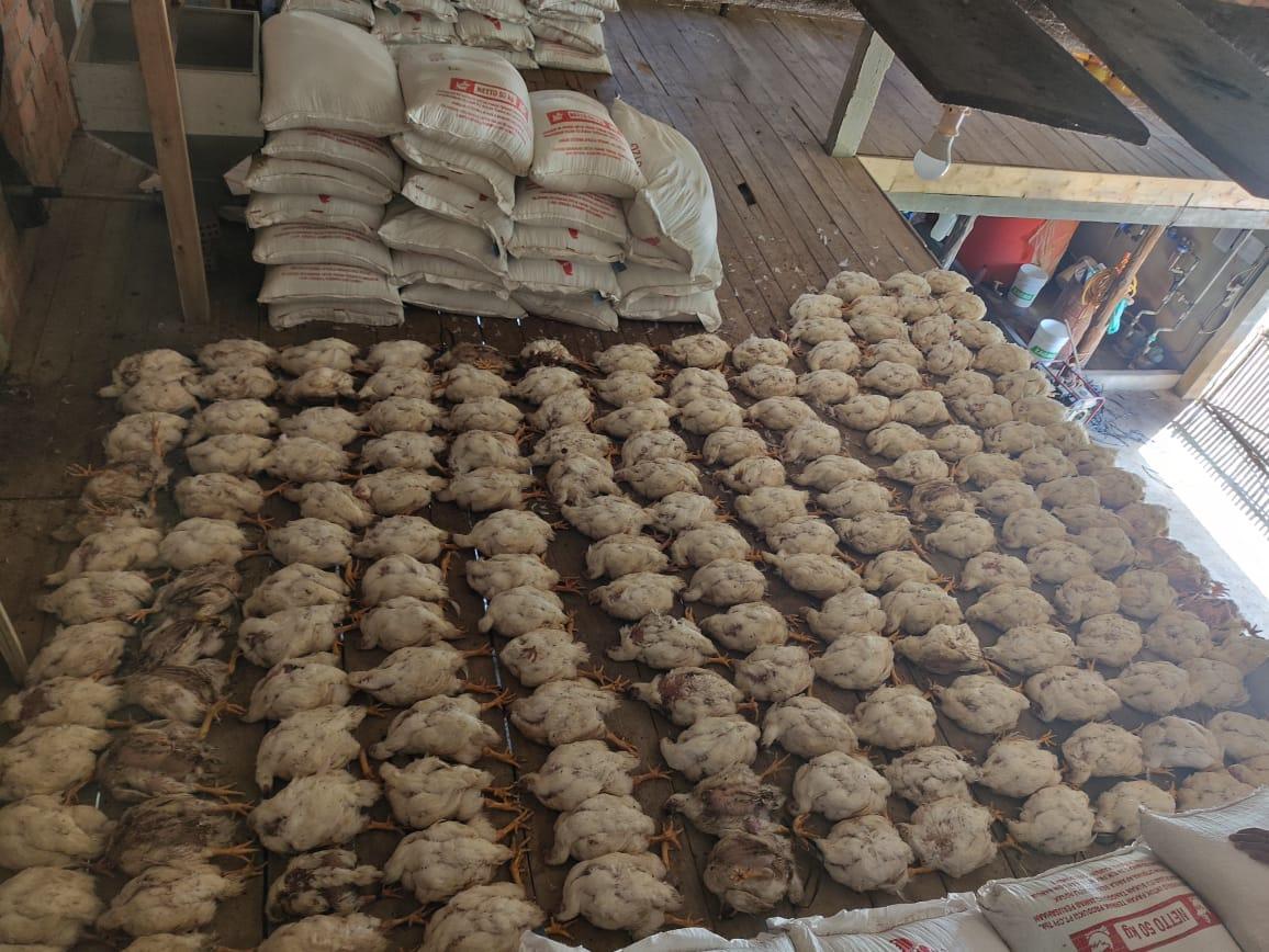 Ratusan Ayam Potong di Ogan Ilir Mati, Akibat Listrik PLN Padam