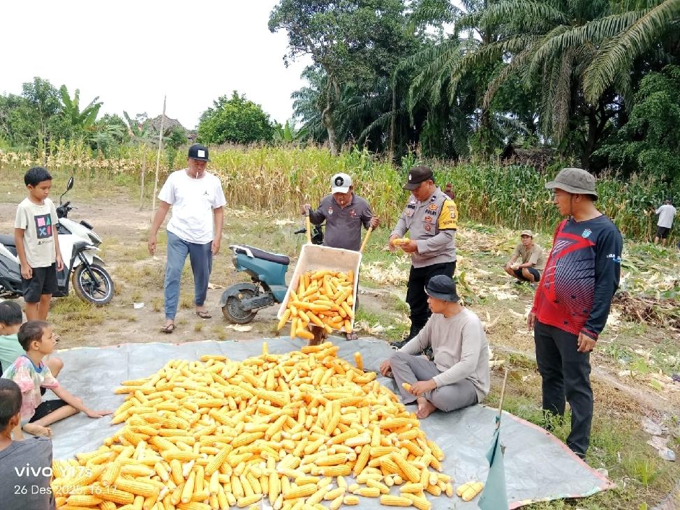 Polsek Tanjung Raja  Panen Jagung Pipil Bersama Pemdes Ulak Kerbau Lama