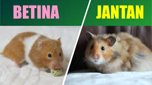 5 Cara Membedakan Hamster Jantan dan Betina, Jangan Sampai Salah!