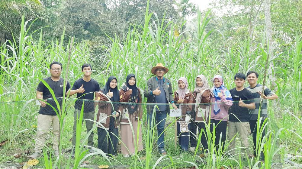 Manfaat Rumput Raja Untuk Pakan Ternak Sapi