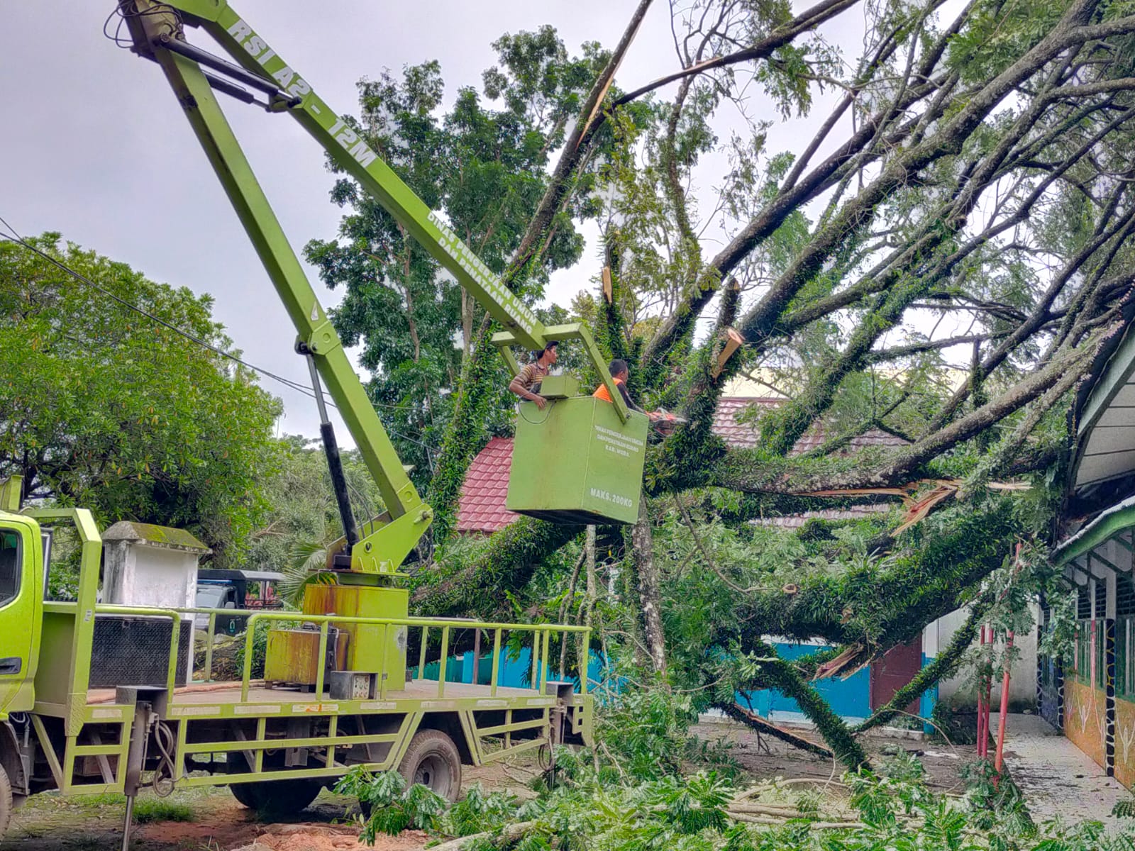 Gerak Cepat, Pohon Tumbang Timpa Atap Bangunan SDN 6 Sekayu, Langsung Dievakuasi