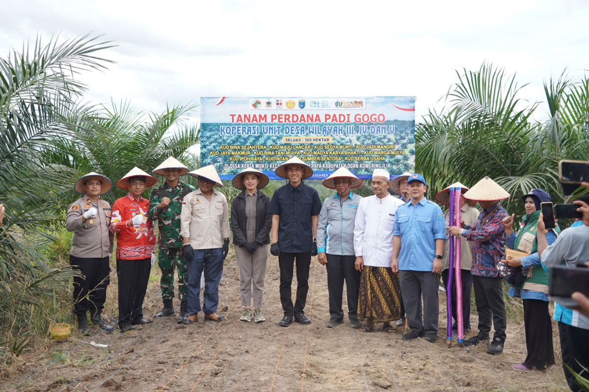 Petani Sawit di OKI Manfaatkan Lahan 778 Hektare Lahan PSR Tanam Padi Gogo