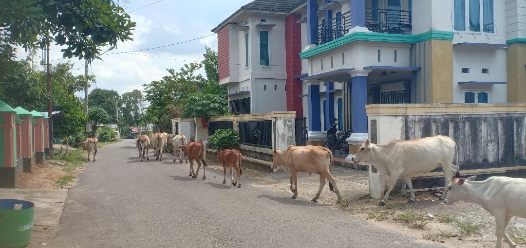 Hewan Kaki Empat Di Ogan Ilir Makin Liar, Masuk Kampung, Lorong dan Jalan Raya