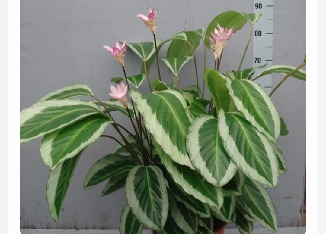 5 Manfaat Tanaman Hias Calathea untuk Ruangan, Salah Satunya Membuat Udara Lebih Segar