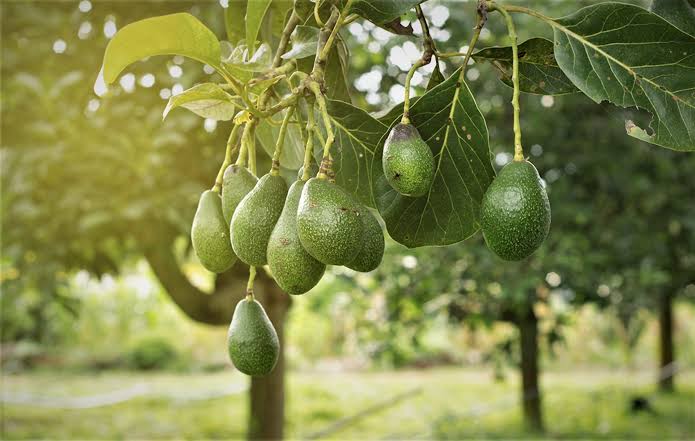 2 Tips Agar Buah Alpukat Tidak Mudah Rontok, Solusi Panen Melimpah 