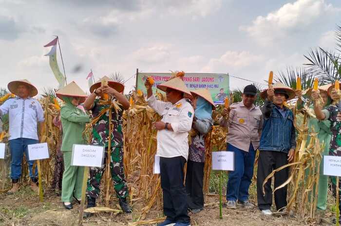 Petani Jagung Tumpang Sari Desa Gedung  Rejo Panen Raya