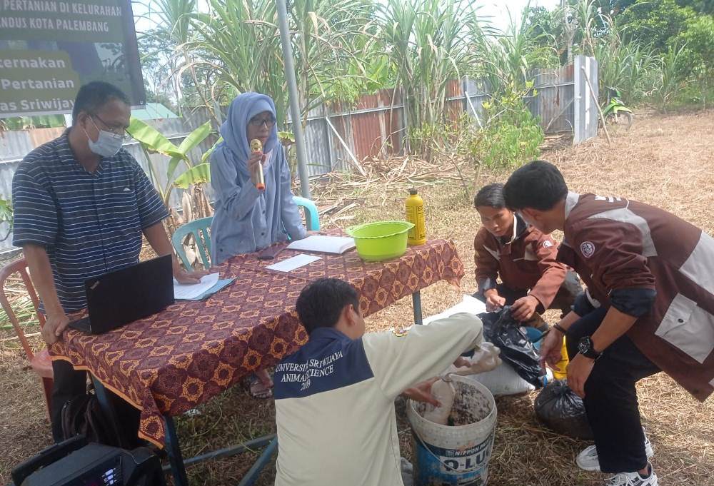 LP2M Unsri Aplikasikan Pupuk Cangkang Telur dan Feses Kambing di Pulokerto Gandus Palembang.