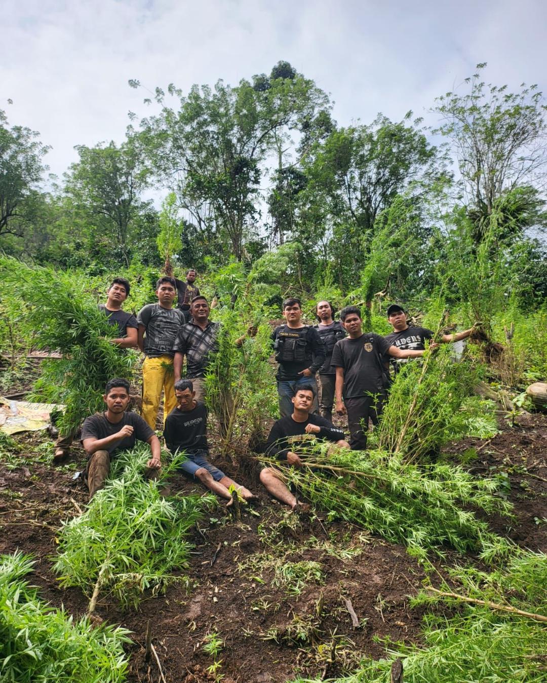 Setelah 9 jam Berjalan Kaki, Kapolres Empat Lawang Temukan 2 HA Ladang Ganja.