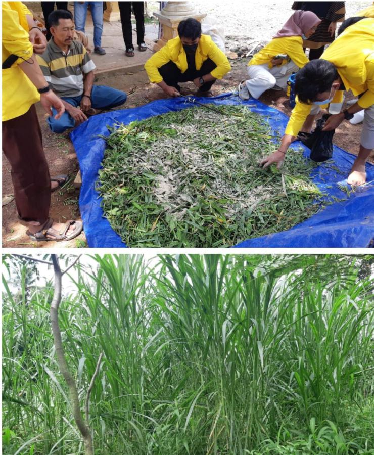 Introduksi Rumput Unggul Untuk Pakan Kerbau di Banyuasin 