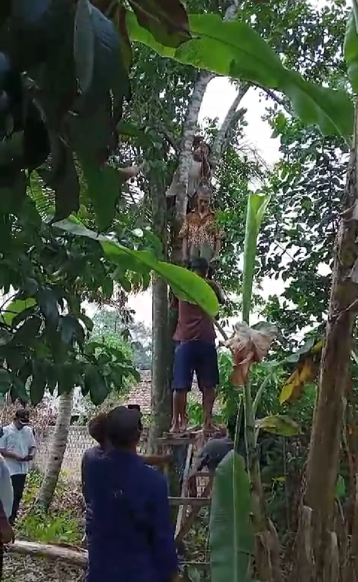 Warga Desa Kalibening Musi Rawas Digegerkan, Temukan Mayat Pria Tergantung di Pohon Rambutan