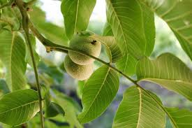 Simak! Begini Cara Mudah Mengolah Daun Jambu Biji untuk Meredakan Nyeri Sakit Gigi
