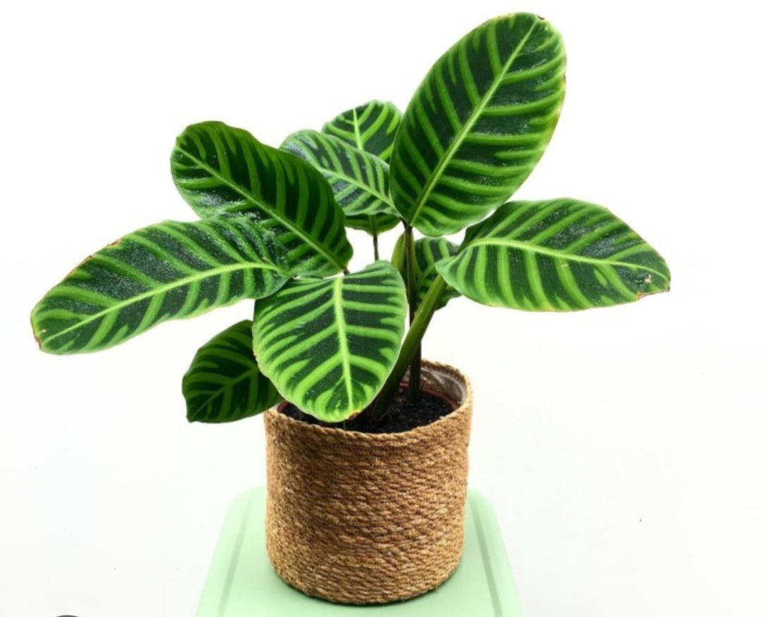 5 Tips Merawat Tanaman Hias Calathea Zebrina