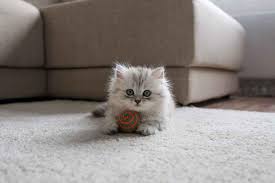 Simak! Begini Cara agar Anak Kucing Sehat, Gemuk dan Bulu Lebat