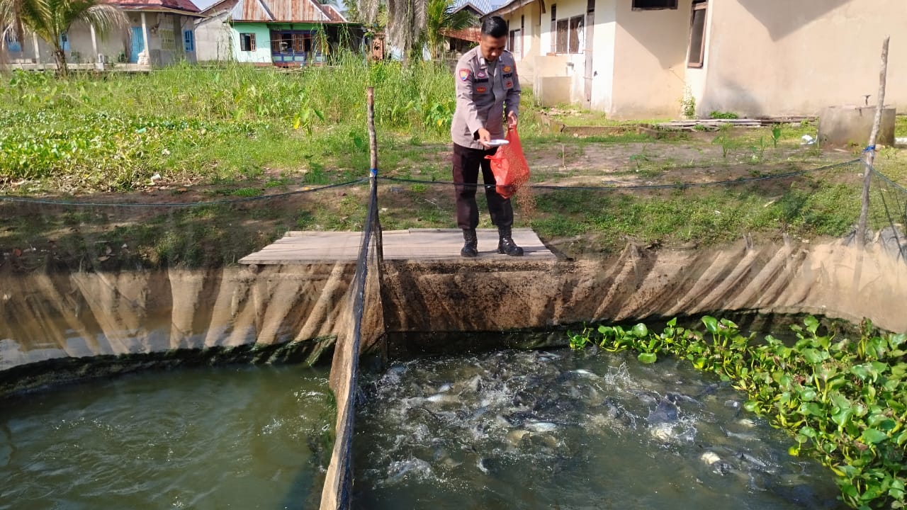 Polsek Pemulutan Budidaya Ikan Patin Thailand
