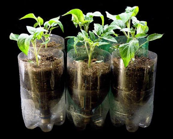 Tips Membuat Kebun Hidroponik dari Botol Bekas Tanpa Gunakan Pompa