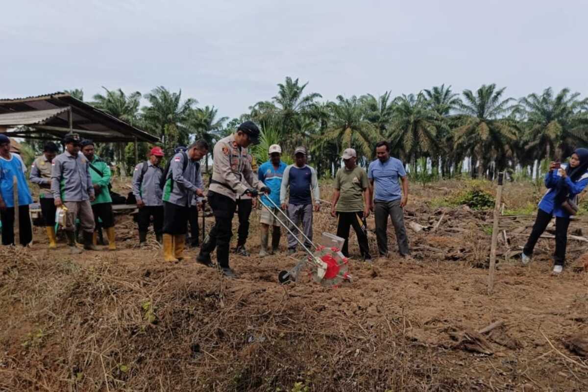 Polsek Mesuji Tanam Jagung Hibrida di Atas Lahan 10 Hektare