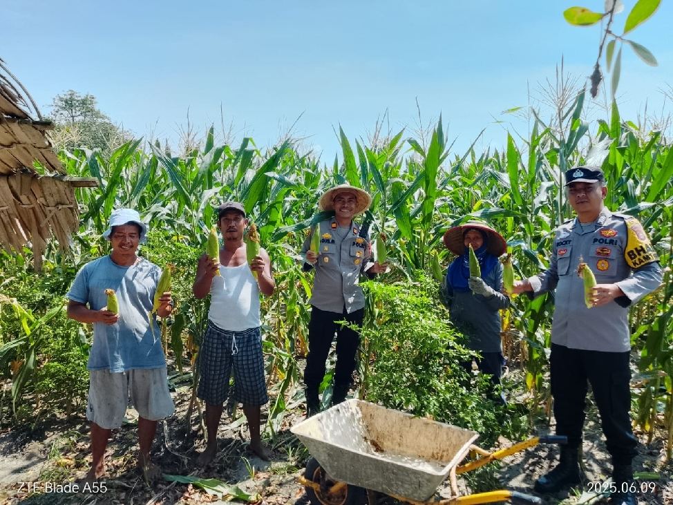 Polsek Pemulutan Ogan Ilir Panen Jagung  Manis