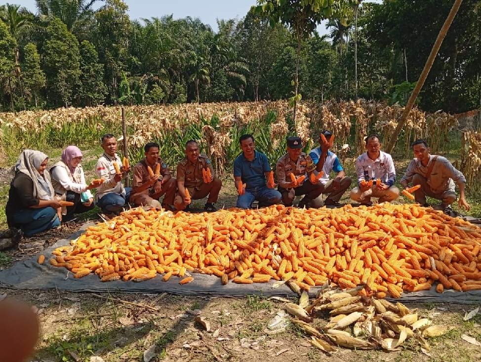 Polsek Tanjung Raja dan Pemerintah Desa Pinang Mas Ogan Ilir Panen Jagung