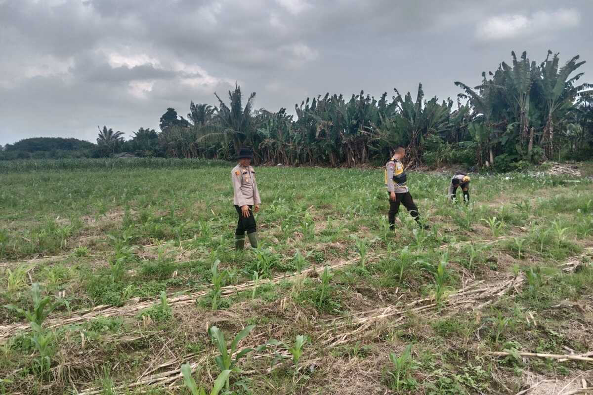 Lahan Terbatas, Polsek Teluk Gelam Manfaatkan Tanah Warga Bertanam Jagung