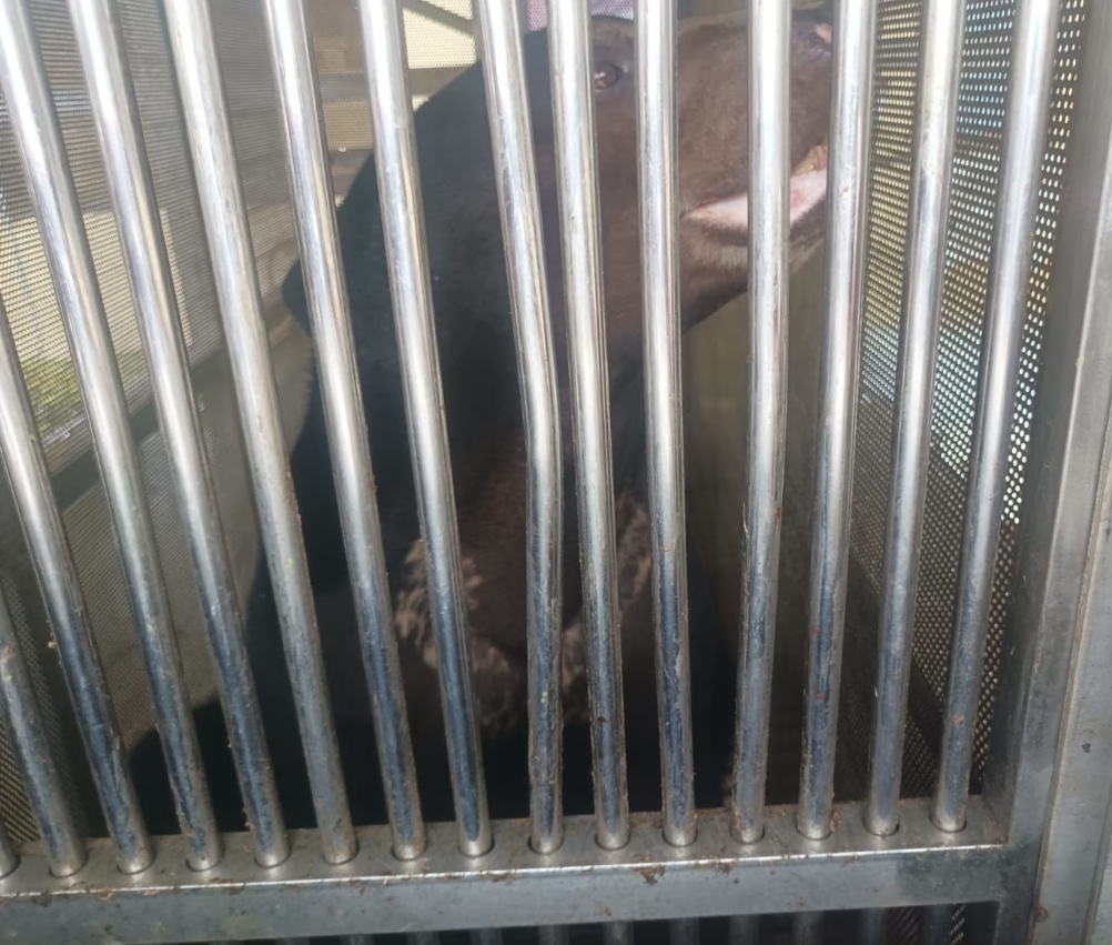 Warga Palembang Serahkan Beruang Madu Berumur 7 Tahun ke BKSDA yang Dirawat Sejak Usia 2 Bulan