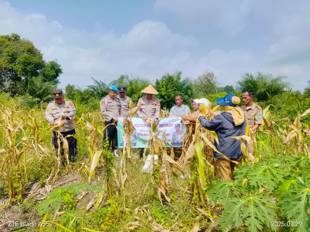 Tiga Polsek Polres Ogan Ilir  Lakukan Peninjauan, Penanaman Sampai Panen Jagung