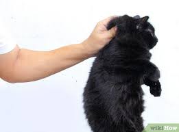 Hindari Mencubit Tengkuk Kucing, Ini Bahayanya