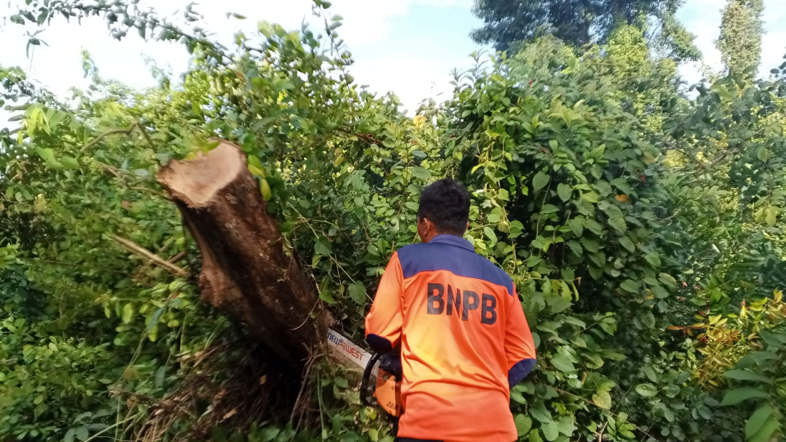 Pohon Tumbang Dievakuasi, Jalan Sekayu-Muara Teladan Kembali Normal