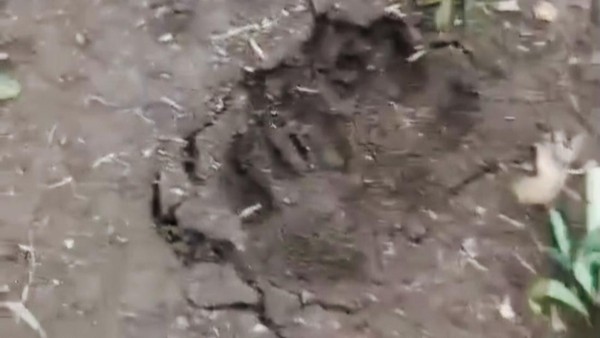 Jejak Kaki Hewan Misterius Ditemukan di Lembang, Warga Resah