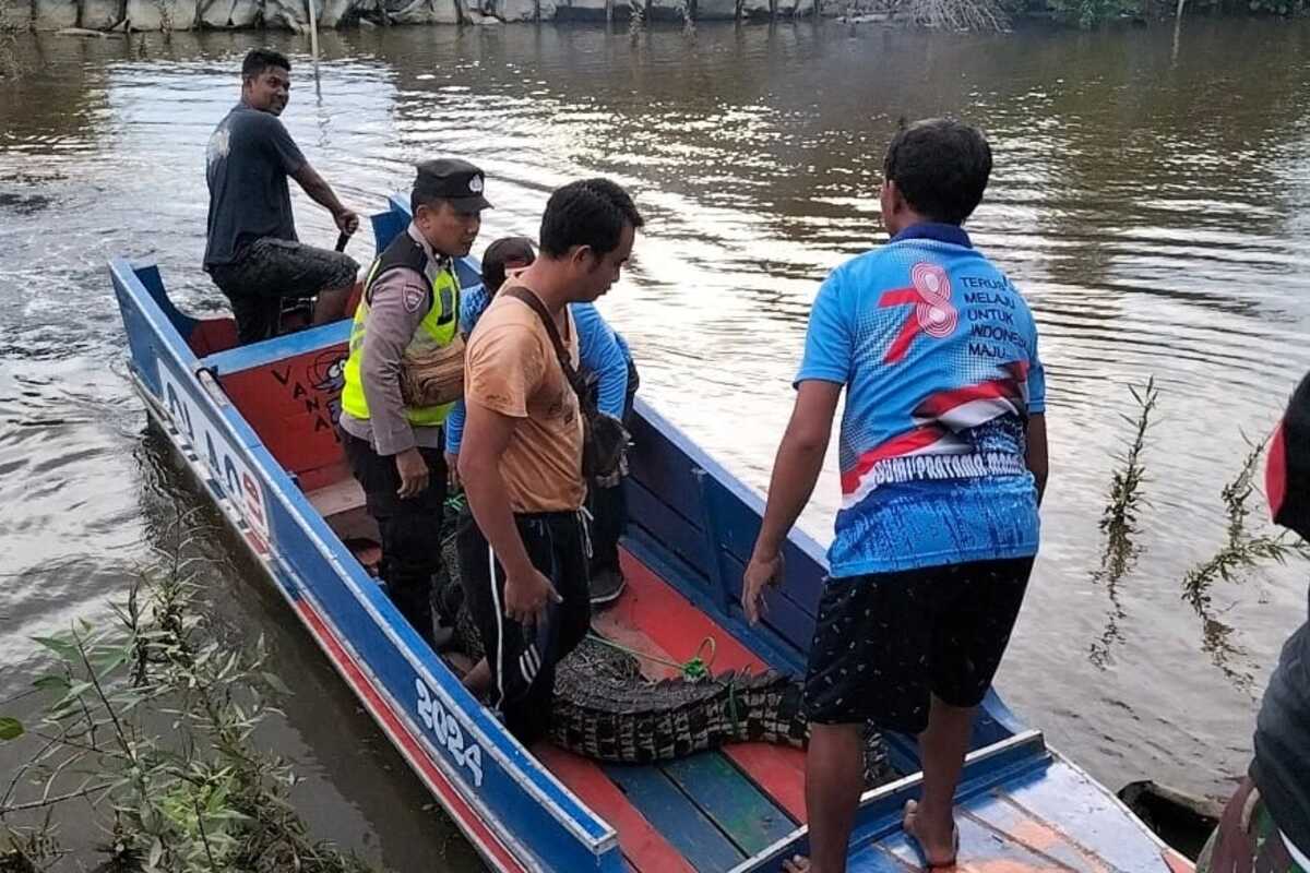 Lagi, Warga Tangkap Buaya Masuk Tambak di Desa Bumi Pratama Mandira