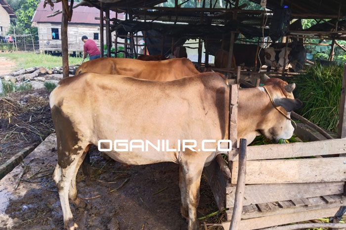 Panitia Kurban Masjid Palembang Berburu Sapi ke Banyuasin