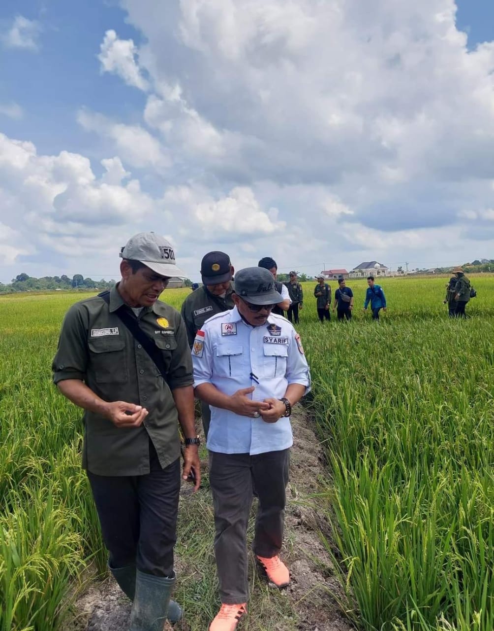 Banyuasin Mengalami Penurunan Luas Panen Padi