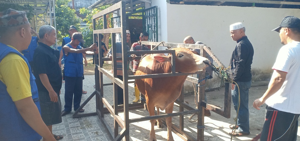 Pakai Kerangka Besi, Masjid Al-Mulk Amin Serumpun Ogan Ilir Sembelih 7 Sapi 3 Kambing