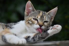 Simak! ini Alasan Kucing Suka Menjilati Kakinya Setelah Makan
