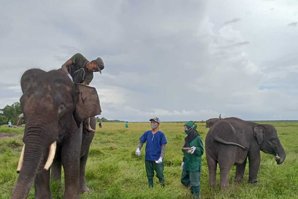 Melihat Kehidupan Gajah di PKG Padang Sugihan