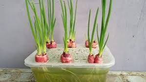 Ingin Punya Stok Daun Bawang Melimpah? Ini Tips Praktis Menumbuhkan Daun Bawang di Dapur Sendiri!