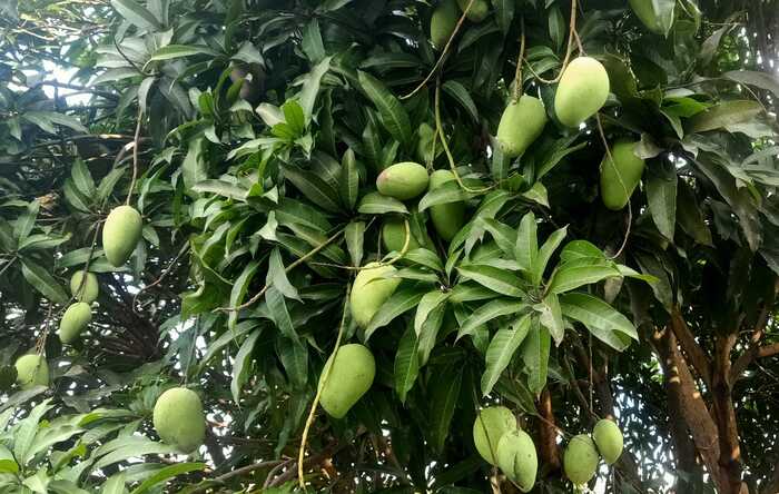 Tak Hanya Enak Dibuat Rujak, Mangga Muda Ternyata Baik untuk Kesehatan