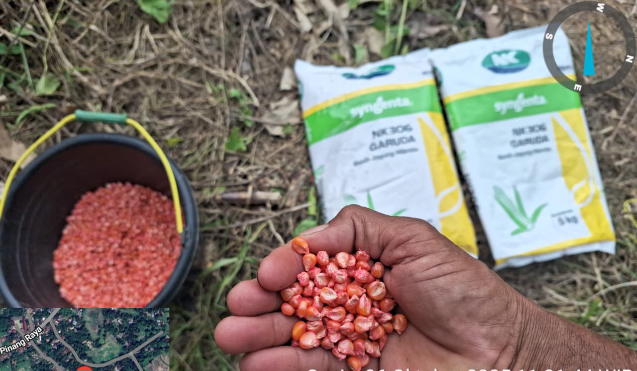 Polsek Tanjung Raja Tanam Jagung di Desa Sungai Pinang III