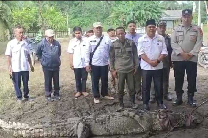 Warga Desa Giliran Banyuasin Lega, Buaya Muara 3,65 Meter Berhasil Ditangkap