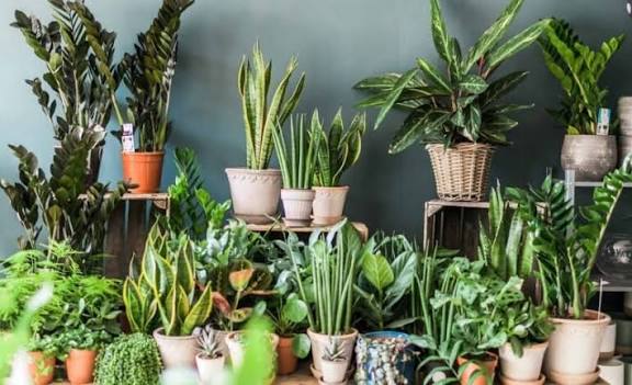 Simak! 5 Tanaman Hias ini Tangguh di Musim Kemarau