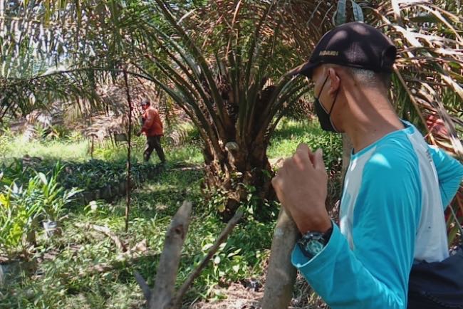 Penampakkan Harimau Sumatera di Muratara, tapi BKSDA Belum Dapat Turun, Sebab Masuk di Lahan Perusahaan   