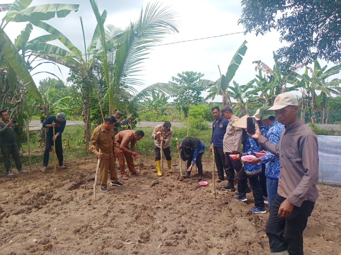 Polsek Rantau Alai Hadiri Kegiatan Penanaman Jagung di Desa Tanjung Mas