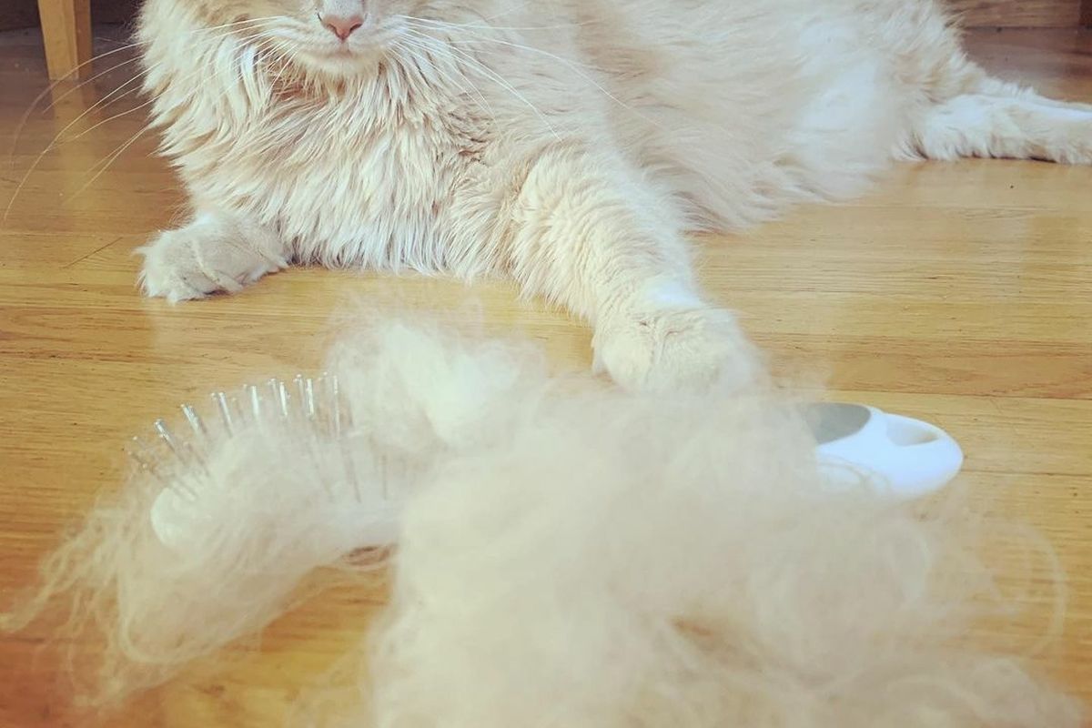 Inilah 8 Tips agar Bulu Kucing Tidak Gampang Rontok dan Mudah Dilakukan!