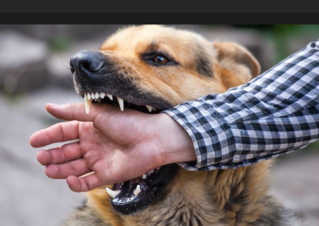 Sudah 11 Orang Penduduk Muara Dua OKU Selatan di Gigit Anjing Liar.