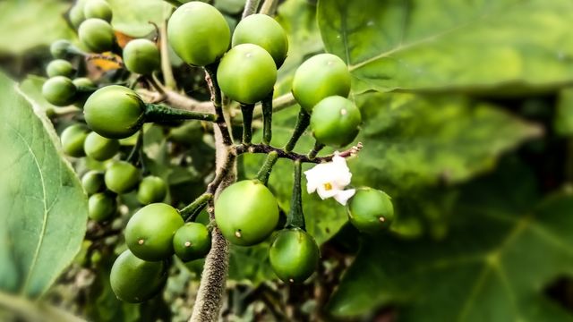 4 Khasiat Leunca Bagi Kesehatan Selain Sebagai Bahan Lalapan