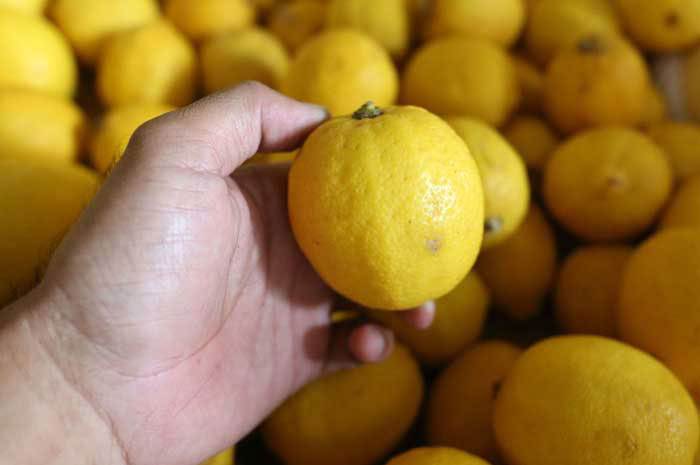 5 Manfaat Minum Air Lemon Dicampur Nanas, Nomor 1 Memperbaiki Pencernaan
