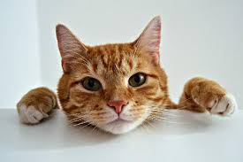Simak! 6 Perubahan Perilaku pada Kucing yang Tak Boleh Diabaikan