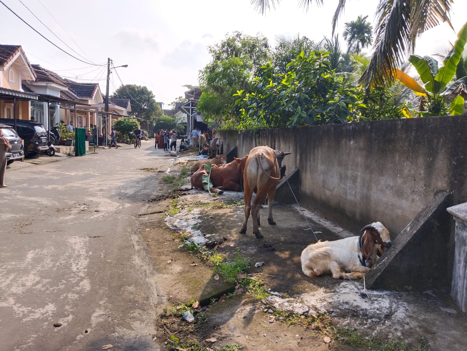 Warga Villa Gardena 4 Kurban 5 Sapi-6 Kambing