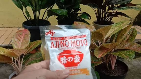 Kenali 7 Manfaat Micin untuk Tanaman Hias dan Pangan Jadi Lebih Subur 